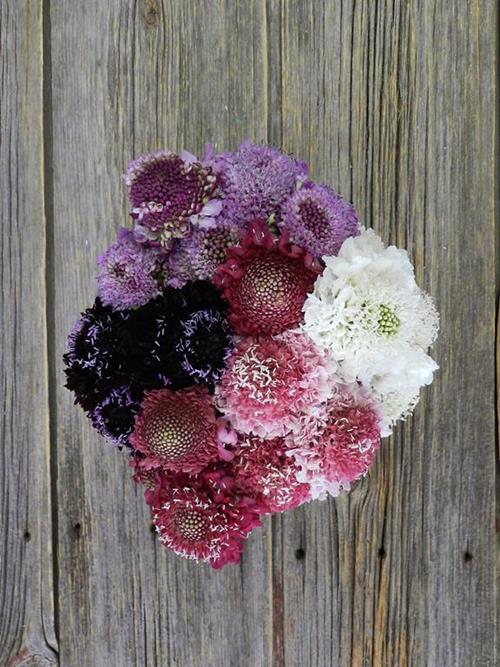 SCABIOSA   SCOOP VARIETIES IN ASSORTED COLORS